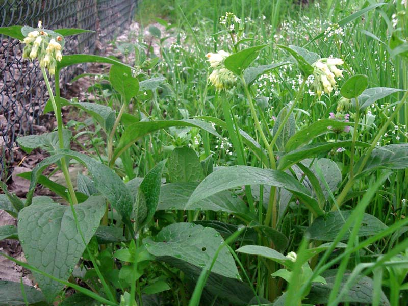 Symphytum tuberosum